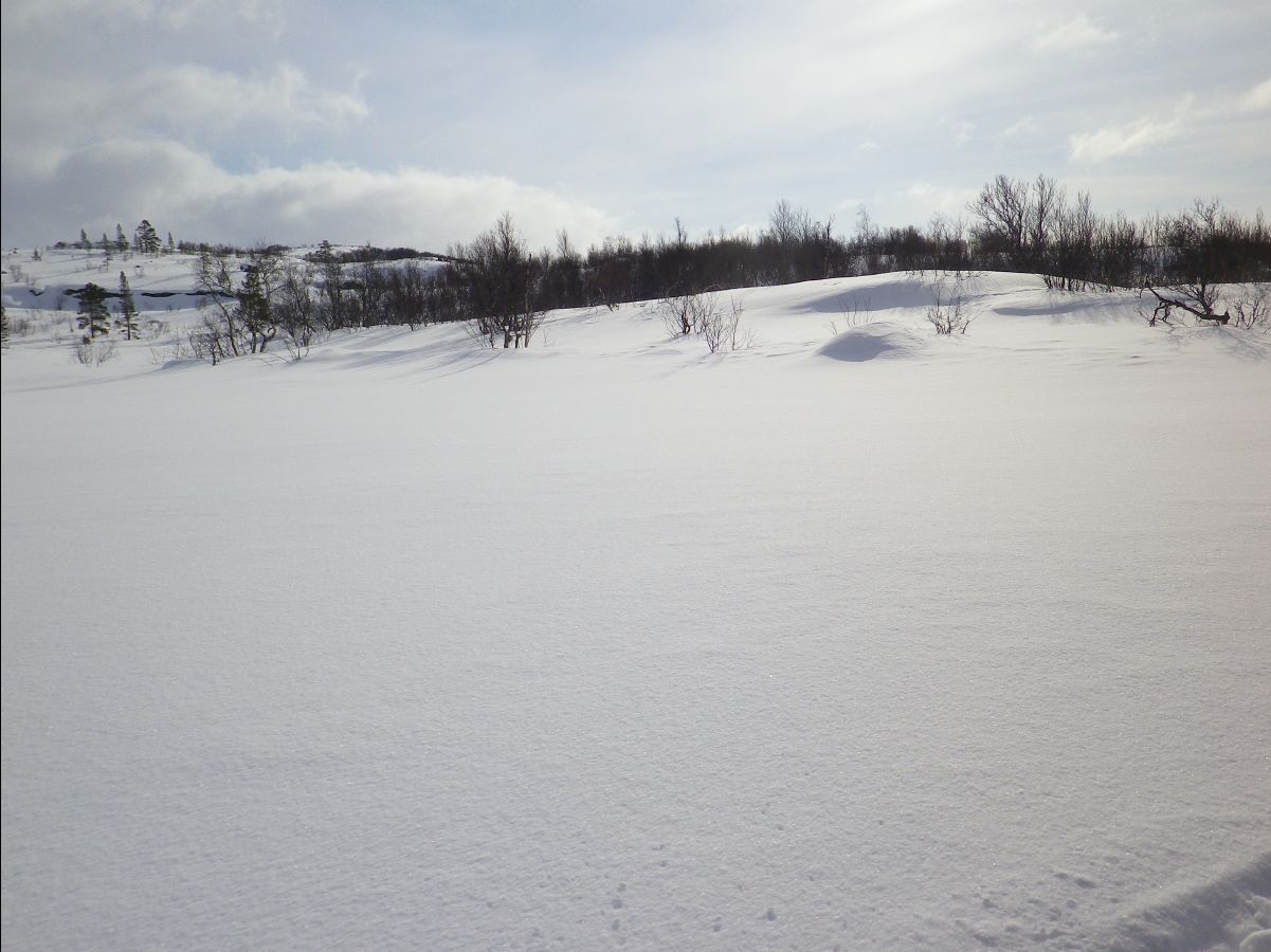 Dogs sledge29